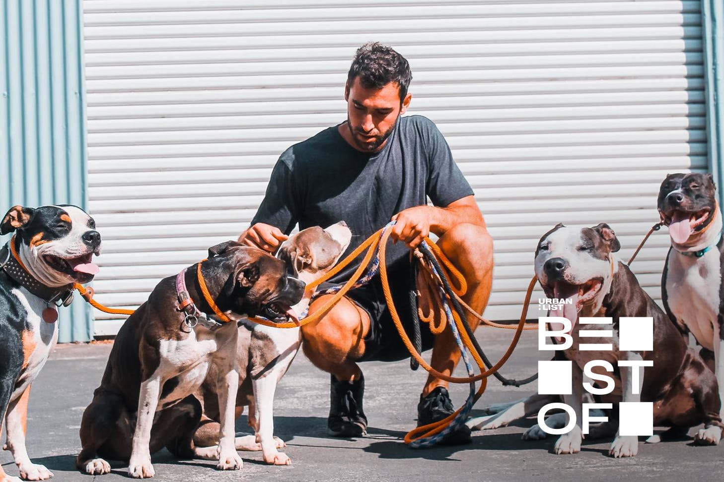 A trainer with well behaved dogs sitting around him at Good Dog Training.